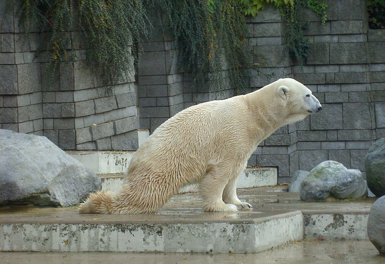 Eisbär Lars im Wuppertaler Zoo am 28. Oktober 2009