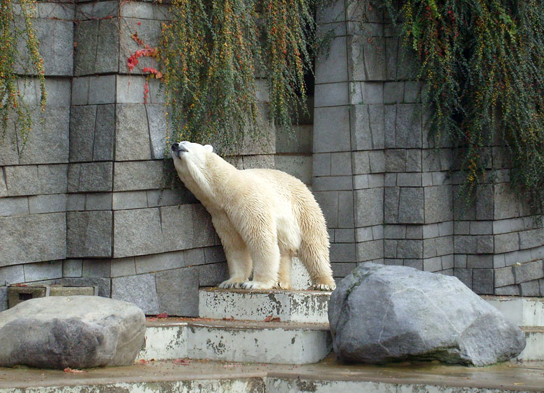 Eisbär Lars im Zoo Wuppertal am 28. Oktober 2009