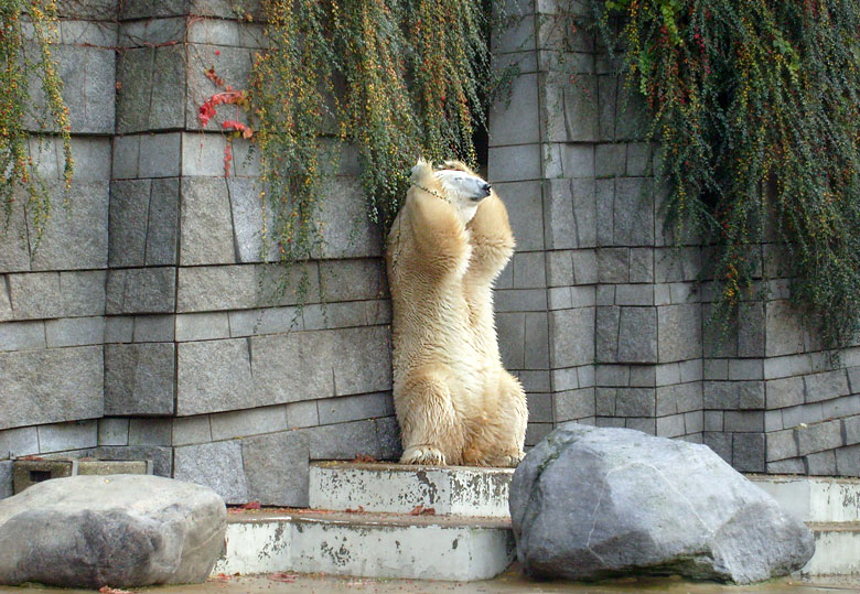 Eisbär Lars im Zoologischen Garten Wuppertal am 28. Oktober 2009