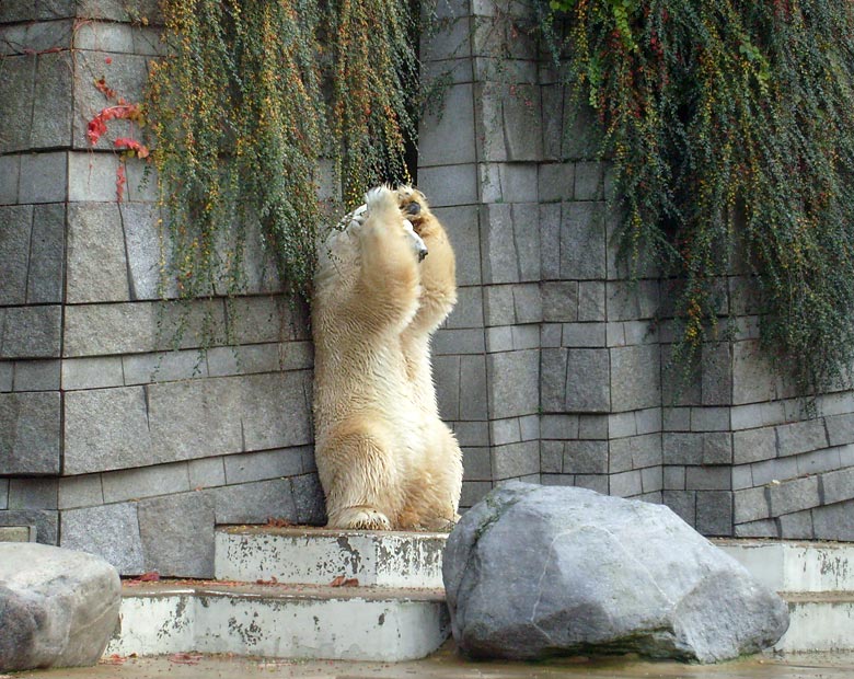 Eisbär Lars im Zoo Wuppertal am 28. Oktober 2009