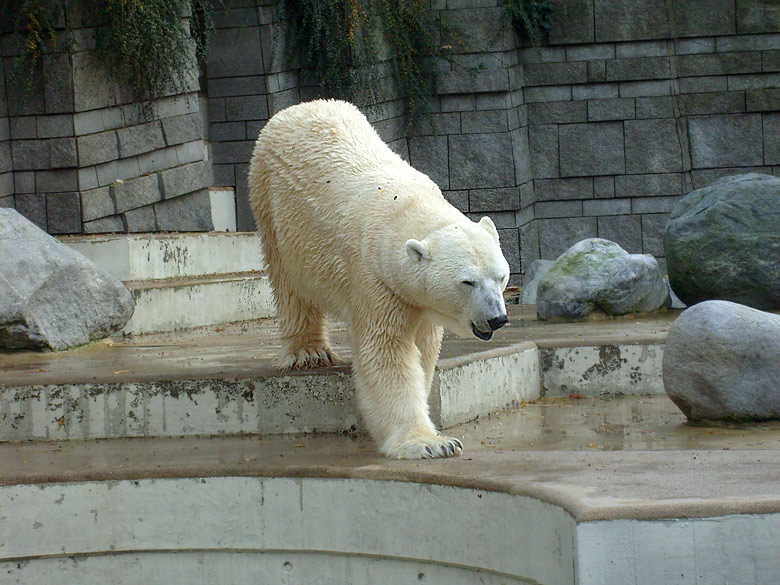 Eisbär Lars im Wuppertaler Zoo am 28. Oktober 2009