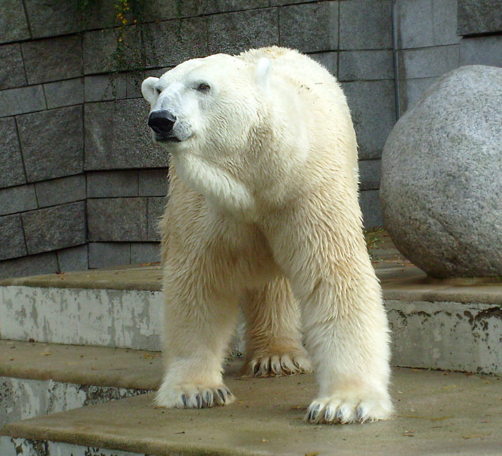 Eisbär Lars im Zoologischen Garten Wuppertal am 28. Oktober 2009