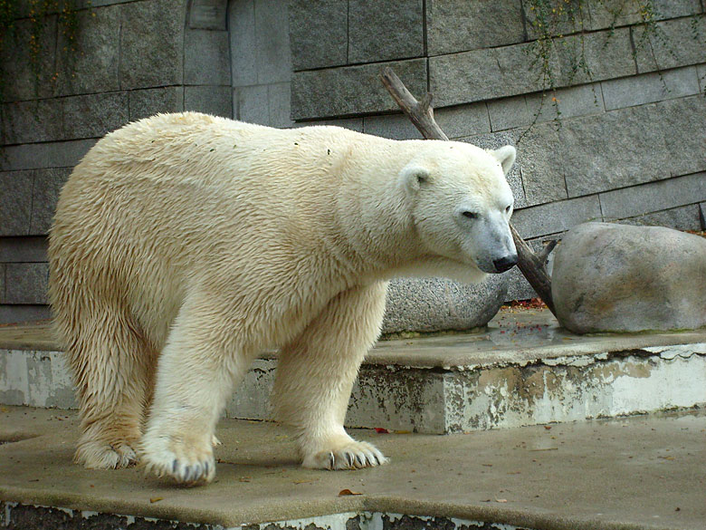 Eisbär Lars im Wuppertaler Zoo am 28. Oktober 2009