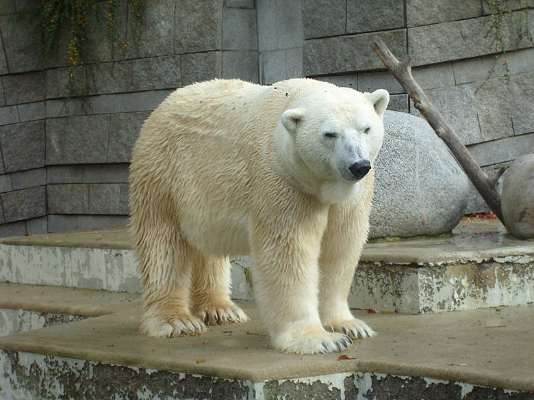 Eisbär Lars im Wuppertaler Zoo am 28. Oktober 2009