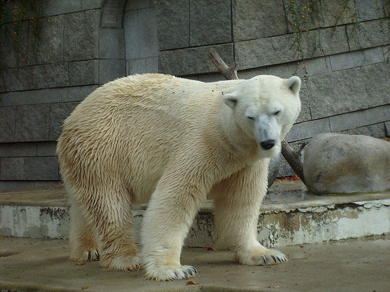 Eisbär Lars im Zoo Wuppertal am 28. Oktober 2009