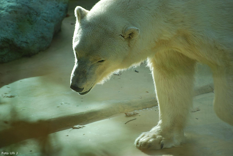 Eisbärin Jerka im Zoologischen Garten Wuppertal am 28. Oktober 2009 (Foto Ulli J)