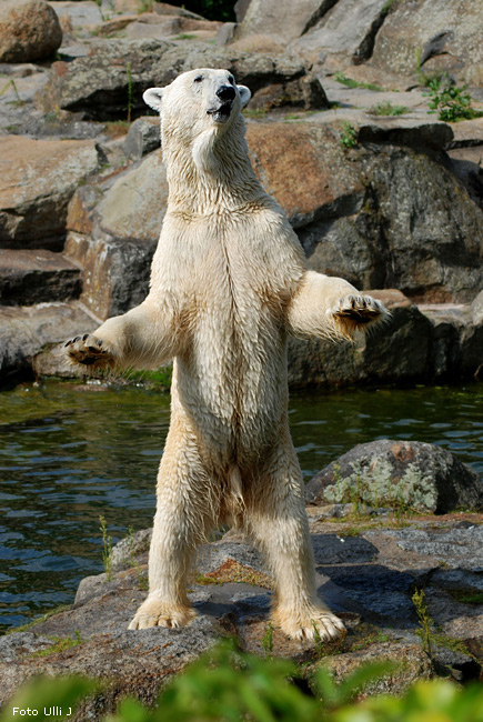 Eisbär Lars im Berliner Zoo (Foto Ulli J)