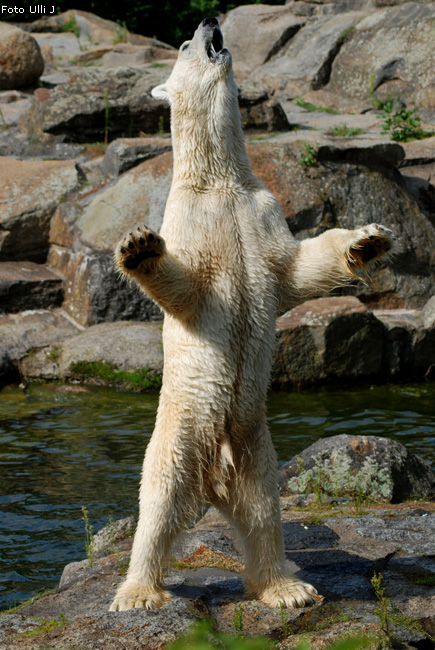 Eisbär Lars im Zoo Berlin (Foto Ulli J)