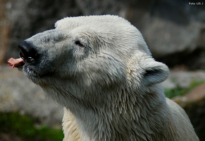 Eisbär Lars im Zoologischen Garten Berlin (Foto Ulli J)