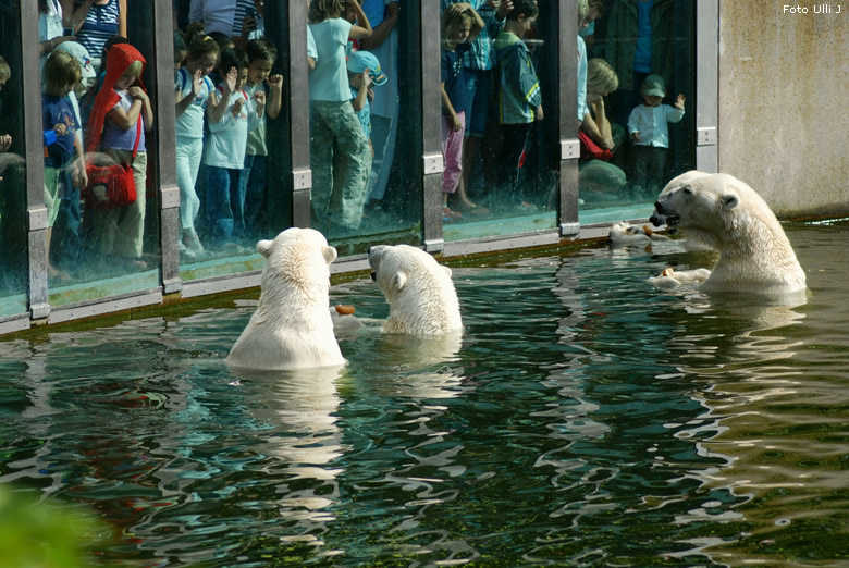 Eisbär Lars im Berliner Zoo (Foto Ulli J)