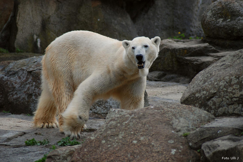 Eisbär Lars im Zoologischen Garten Berlin (Foto Ulli J)