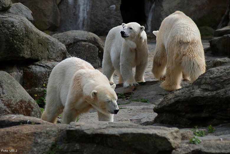 Eisbärin Nancy und Eisbärin Katjuscha mit Eisbär Lars im Zoo Berlin (Foto Ulli J)