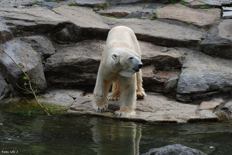 Eisbär Lars im Zoologischen Garten Berlin (Foto Ulli J)