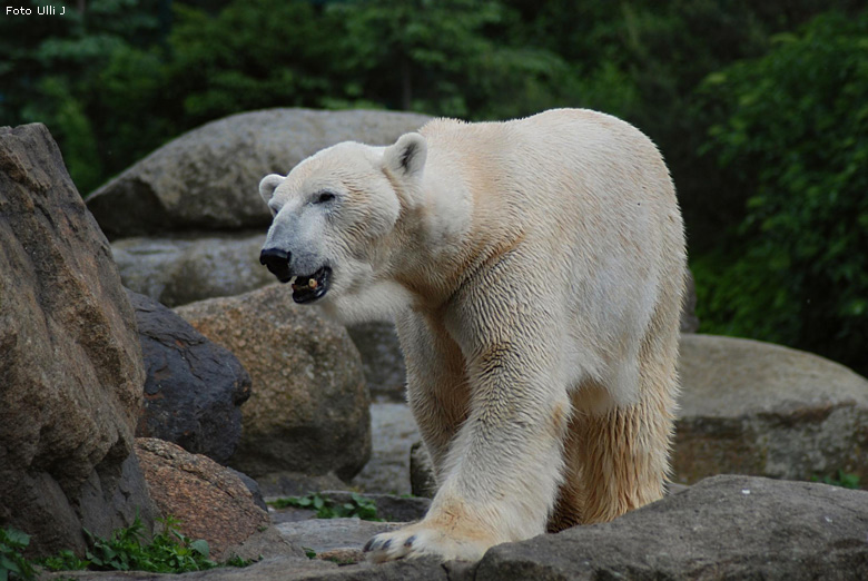 Eisbär Lars im Zoo Berlin (Foto Ulli J)