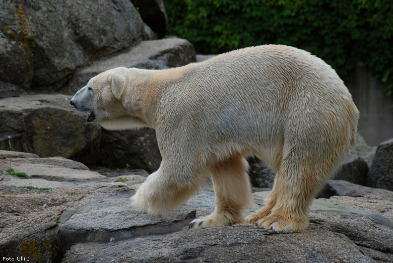 Eisbär Lars im Zoologischen Garten Berlin (Foto Ulli J)