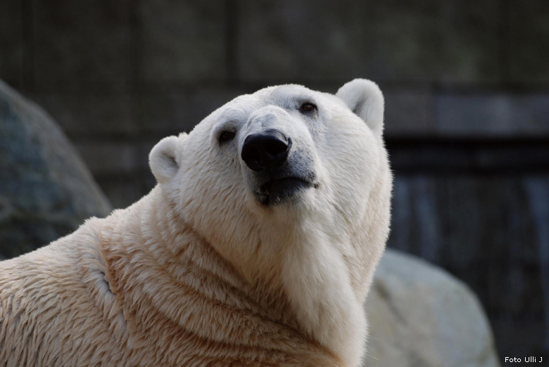 Eisbär Lars im Zoologischen Garten Wuppertal am 28. Oktober 2009 (Foto Ulli J)