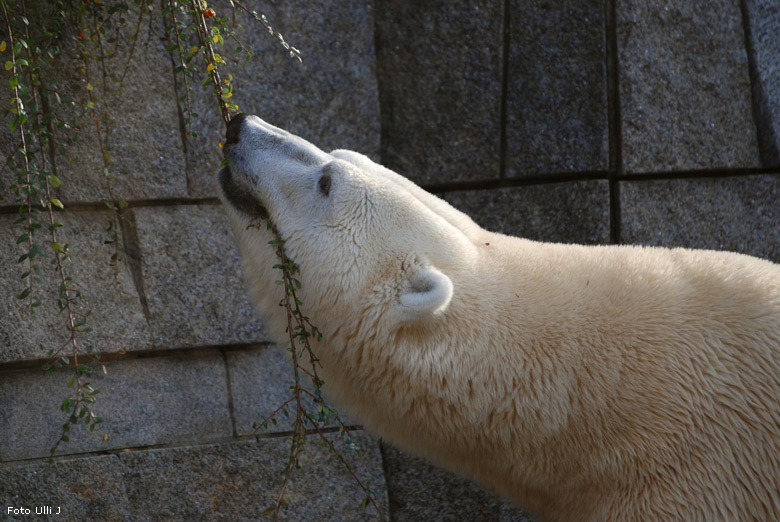 Eisbär Lars im Zoologischen Garten Wuppertal am 28. Oktober 2009 (Foto Ulli J)