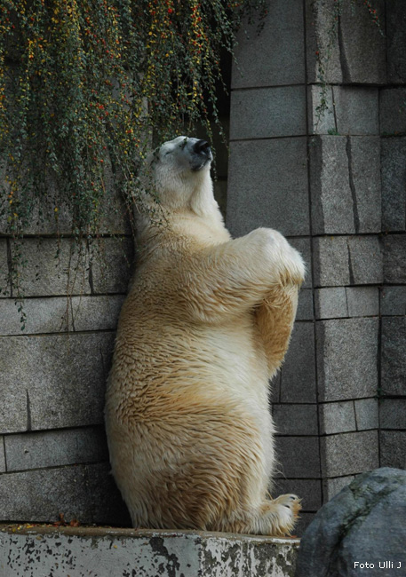 Eisbär Lars im Wuppertaler Zoo am 28. Oktober 2009 (Foto Ulli J)