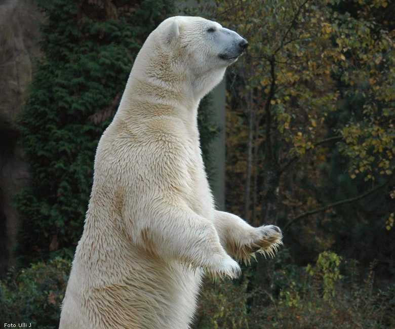 Eisbär Lars im Zoologischen Garten Wuppertal am 28. Oktober 2009 (Foto Ulli J)