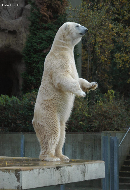 Eisbär Lars im Zoo Wuppertal am 28. Oktober 2009 (Foto Ulli J)