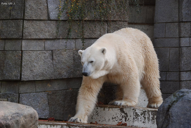 Eisbär Lars im Wuppertaler Zoo am 28. Oktober 2009 (Foto Ulli J)