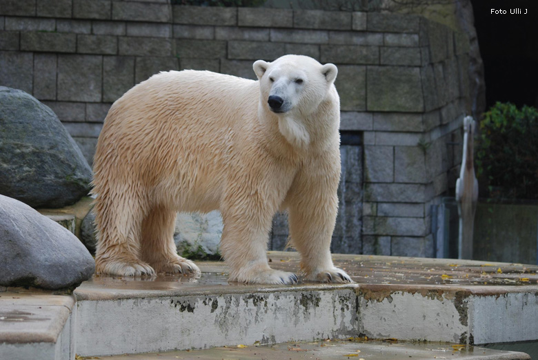 Eisbär Lars im Zoo Wuppertal am 28. Oktober 2009 (Foto Ulli J)