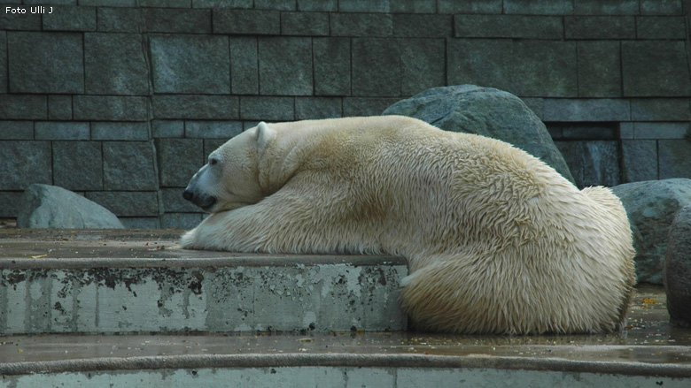 Eisbär Lars im Zoologischen Garten Wuppertal am 28. Oktober 2009 (Foto Ulli J)