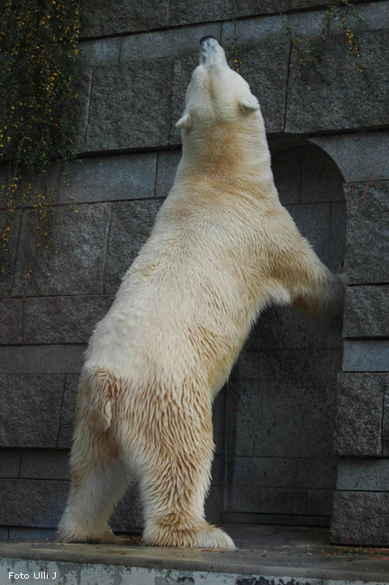 Eisbär Lars im Wuppertaler Zoo am 28. Oktober 2009 (Foto Ulli J)