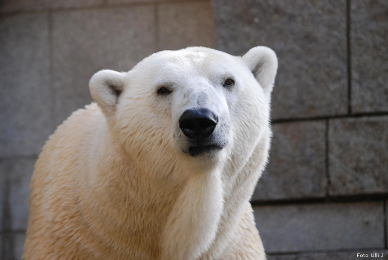 Eisbär Lars im Wuppertaler Zoo am 28. Oktober 2009 (Foto Ulli J)