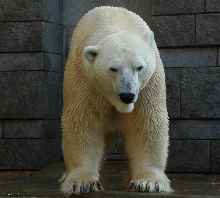 Eisbär Lars im Wuppertaler Zoo am 28. Oktober 2009 (Foto Ulli J)