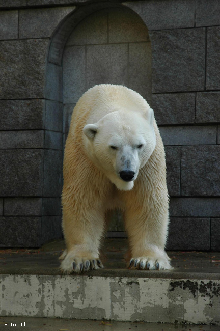 Eisbär Lars im Zoologischen Garten Wuppertal am 28. Oktober 2009 (Foto Ulli J)