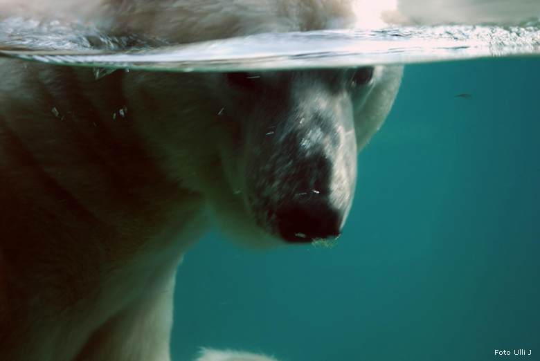 Eisbär Lars im Zoologischen Garten Wuppertal am 28. Oktober 2009 (Foto Ulli J)