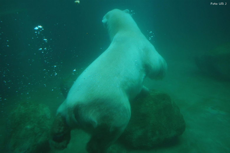 Eisbär Lars im Zoo Wuppertal am 28. Oktober 2009 (Foto Ulli J)