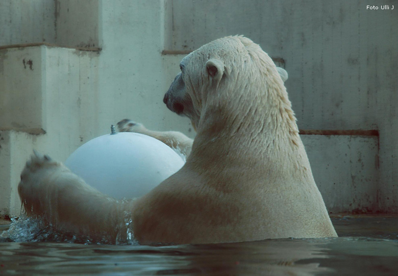 Eisbär Lars im Wuppertaler Zoo am 28. Oktober 2009 (Foto Ulli J)