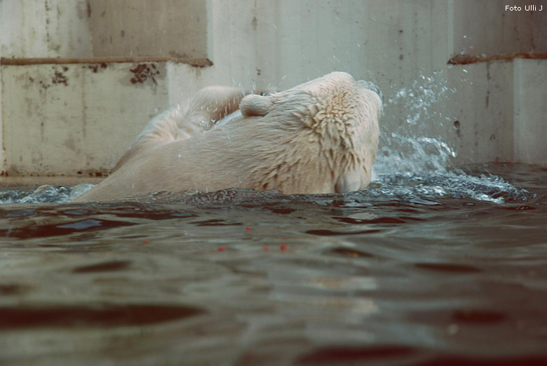 Eisbär Lars im Zoologischen Garten Wuppertal am 28. Oktober 2009 (Foto Ulli J)