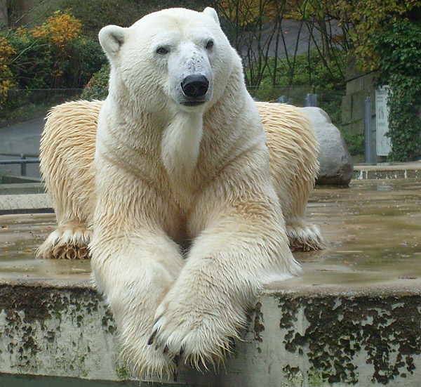 Eisbär Lars im Wuppertaler Zoo am 29. Oktober 2009