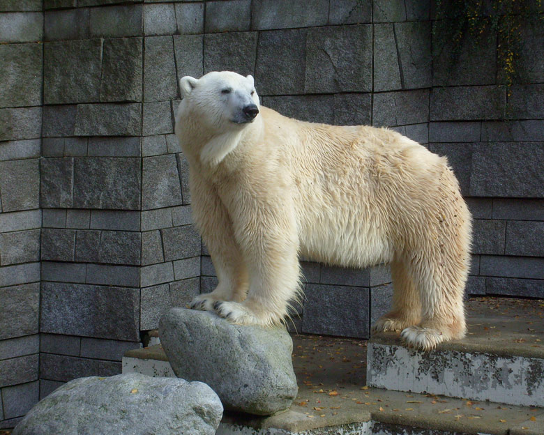 Eisbär Lars im Wuppertaler Zoo am 30. Oktober 2009