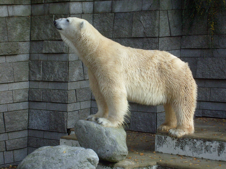 Eisbär Lars im Zoo Wuppertal am 30. Oktober 2009