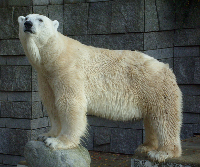 Eisbär Lars im Zoologischen Garten Wuppertal am 30. Oktober 2009