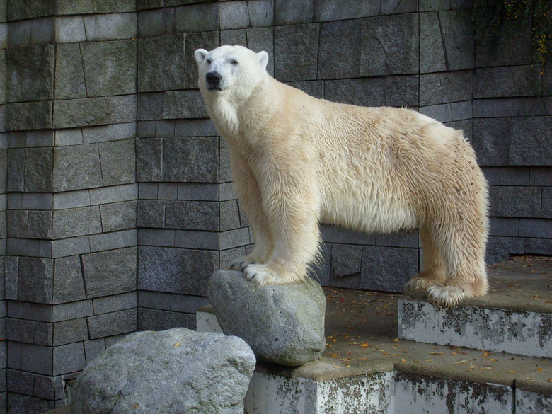 Eisbär Lars im Wuppertaler Zoo am 30. Oktober 2009