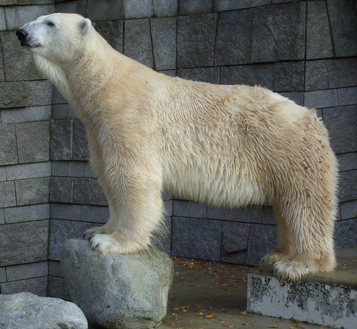 Eisbär Lars im Zoo Wuppertal am 30. Oktober 2009