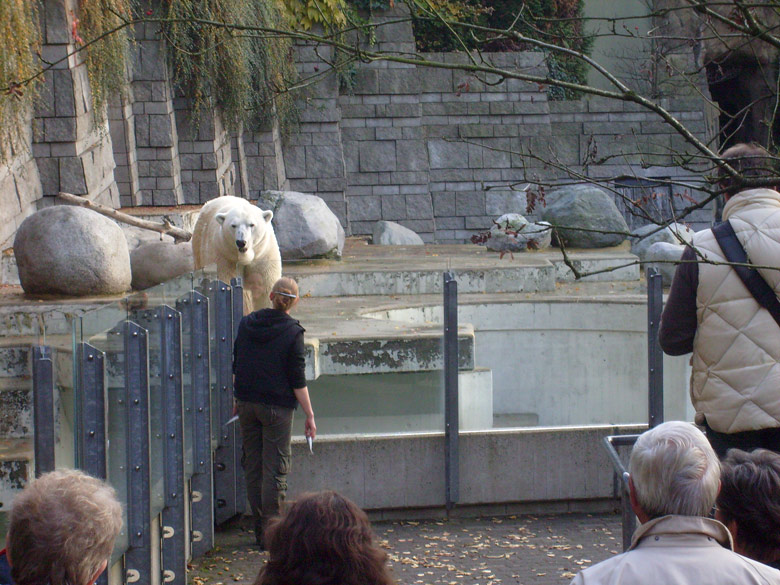 Eisbär Lars im Wuppertaler Zoo am 30. Oktober 2009