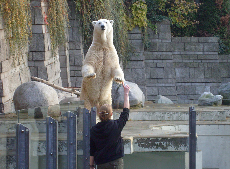 Eisbär Lars im Zoo Wuppertal am 30. Oktober 2009