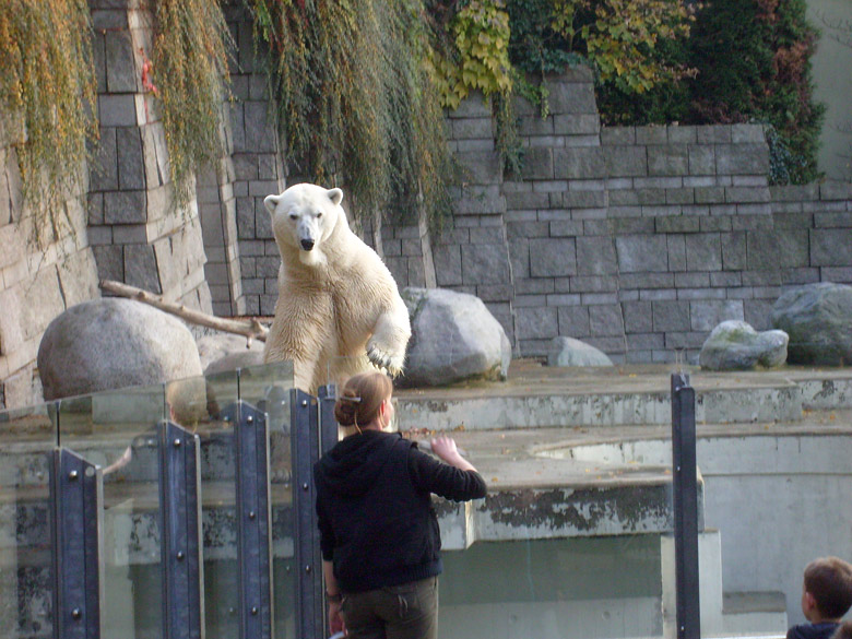 Eisbär Lars im Zoo Wuppertal am 30. Oktober 2009