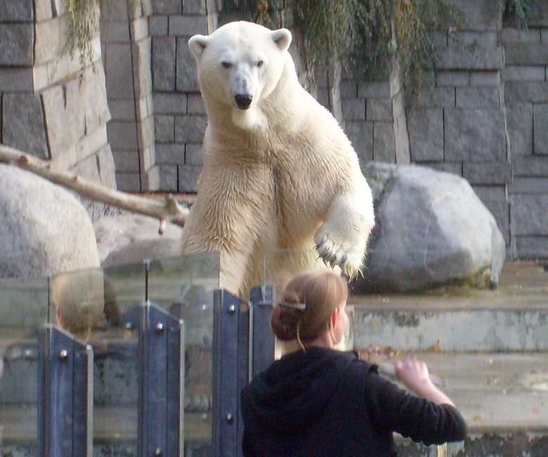 Eisbär Lars im Wuppertaler Zoo am 30. Oktober 2009