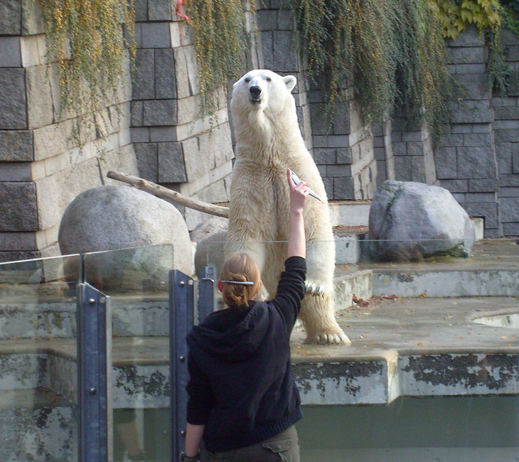 Eisbär Lars im Zoologischen Garten Wuppertal am 30. Oktober 2009