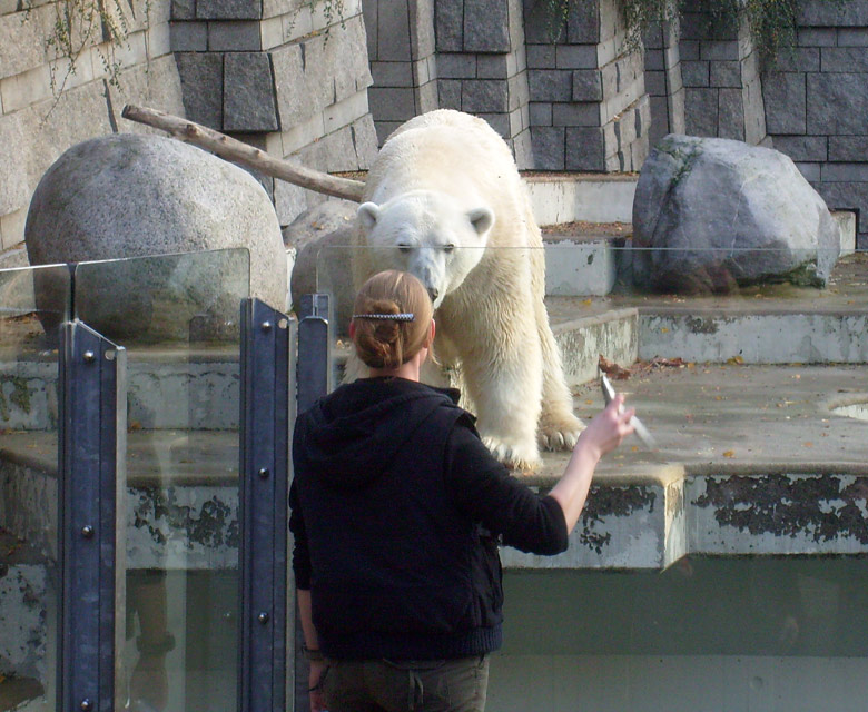 Eisbär Lars im Wuppertaler Zoo am 30. Oktober 2009