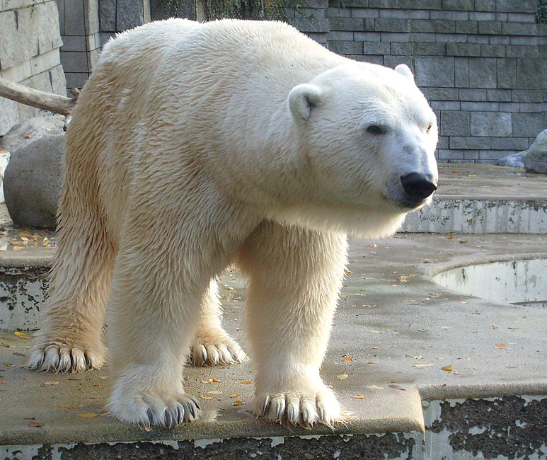 Eisbär Lars im Zoo Wuppertal am 30. Oktober 2009