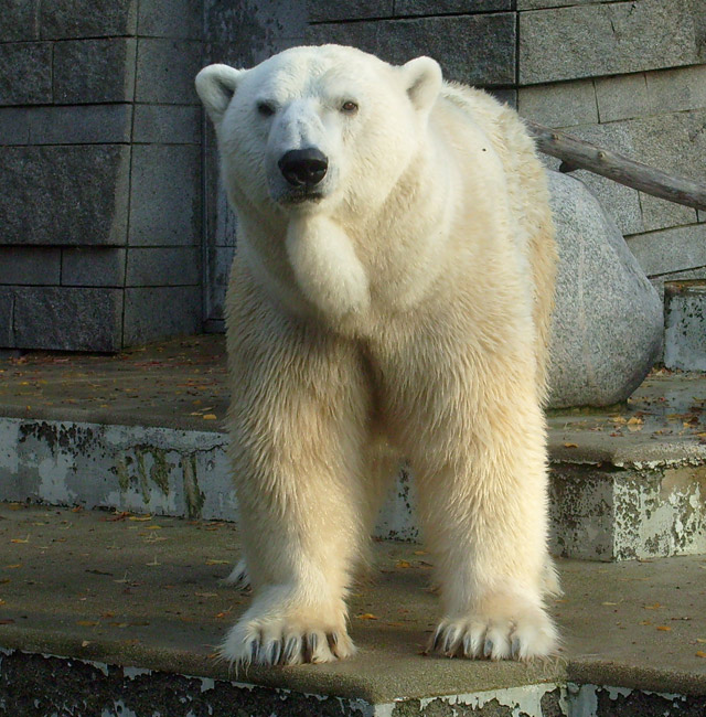 Eisbär Lars im Zoologischen Garten Wuppertal am 30. Oktober 2009