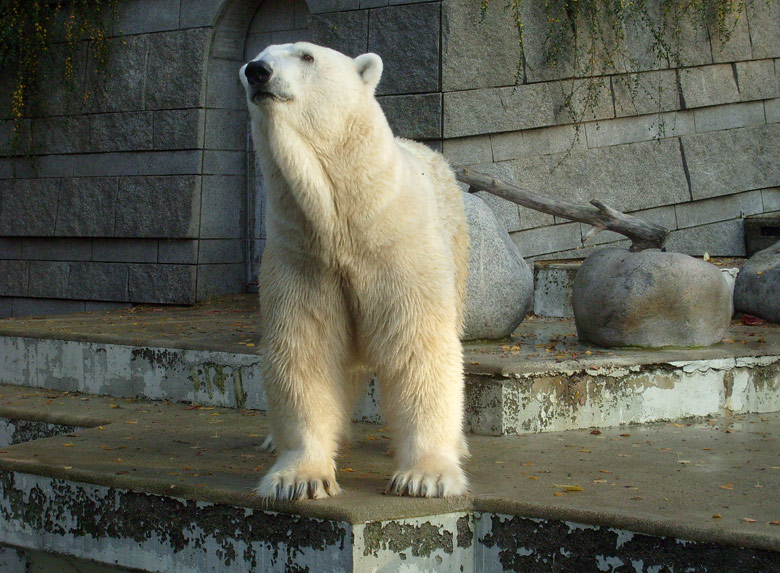 Eisbär Lars im Wuppertaler Zoo am 30. Oktober 2009